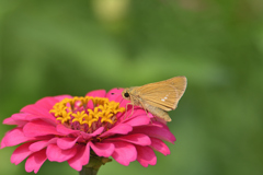 夏の花と蝶