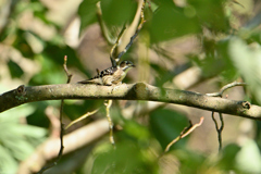小啄木鳥