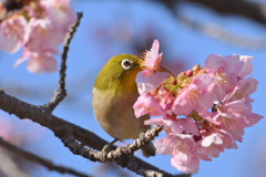 河津桜次郎