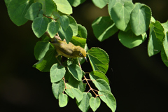 夏の鳥-2