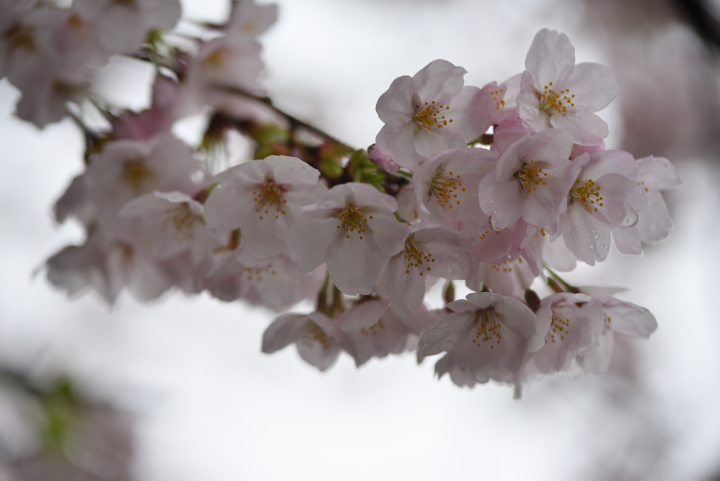濡れた桜-3