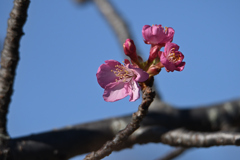 春待ち桜
