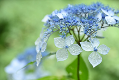 雨の紫陽花-1