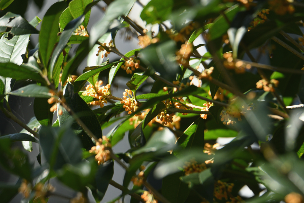 広く漂う甘い香り