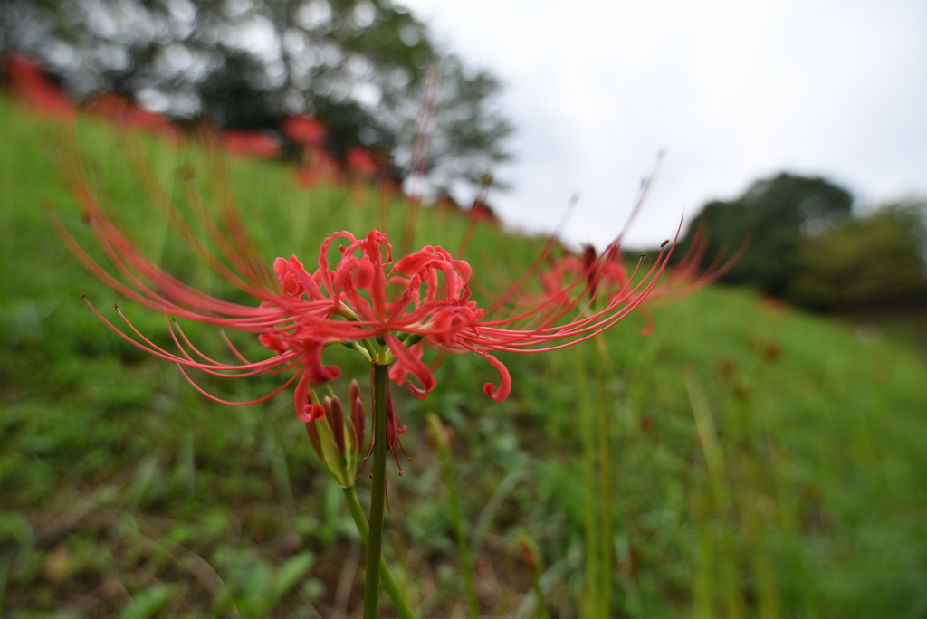 彼岸花 ⑦