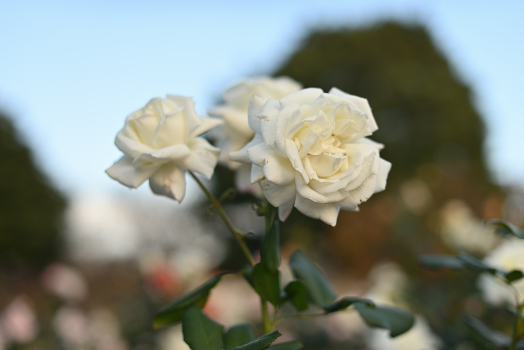 薔薇