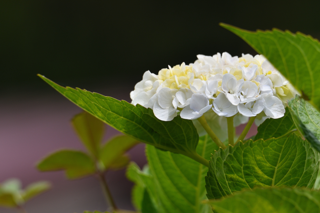 白い紫陽花