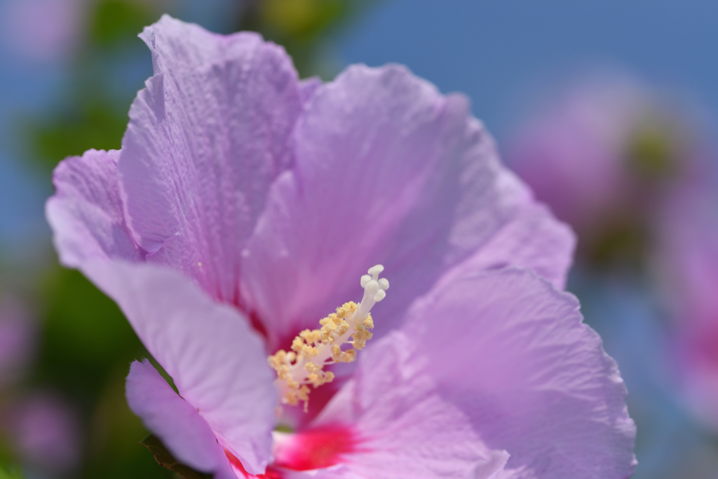 大きく華やかに