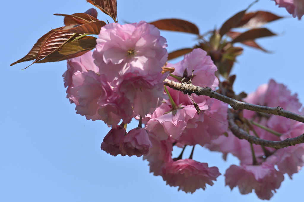 桜も八重に