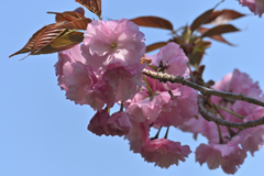桜も八重に