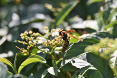 薮枯の蜂