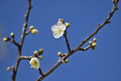 青空に白い花