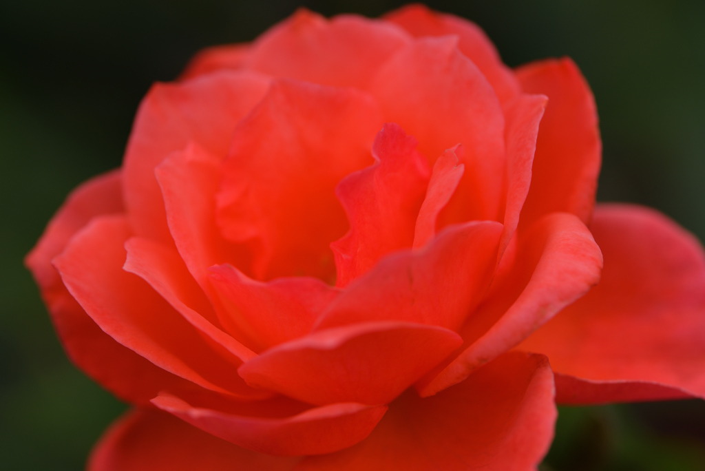 夏でも薔薇を ⑥