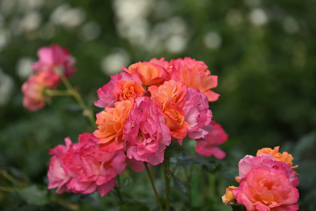 薔薇