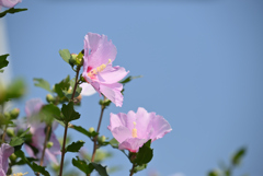 木槿の赤紫