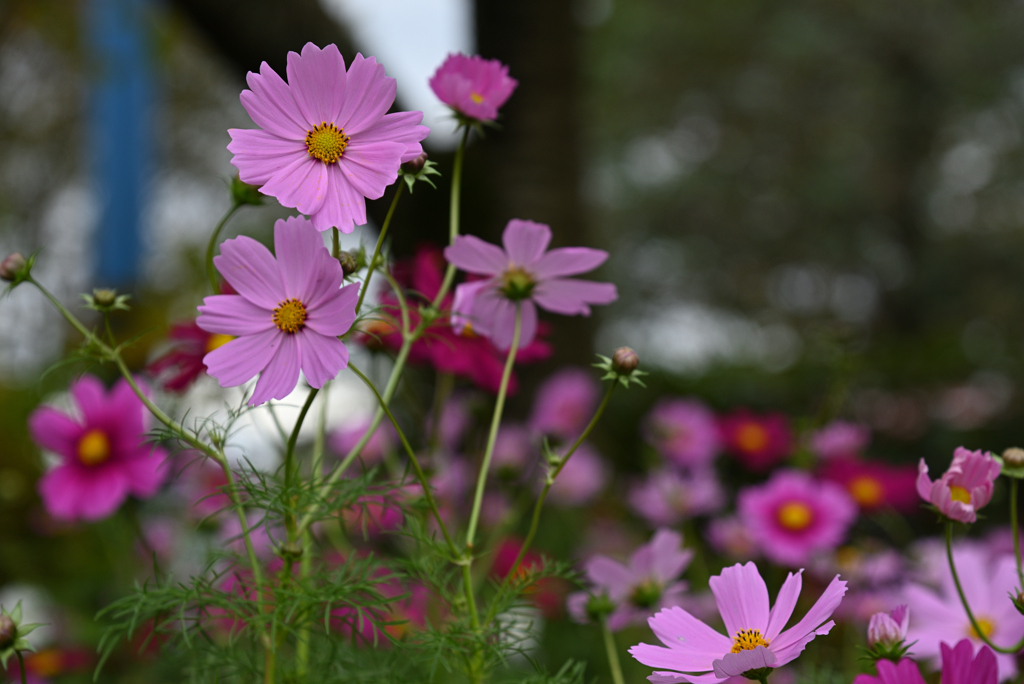 秋桜