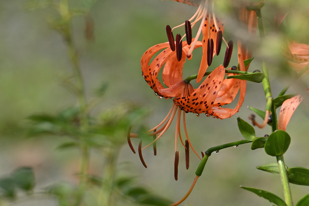 雨の後に残る-1