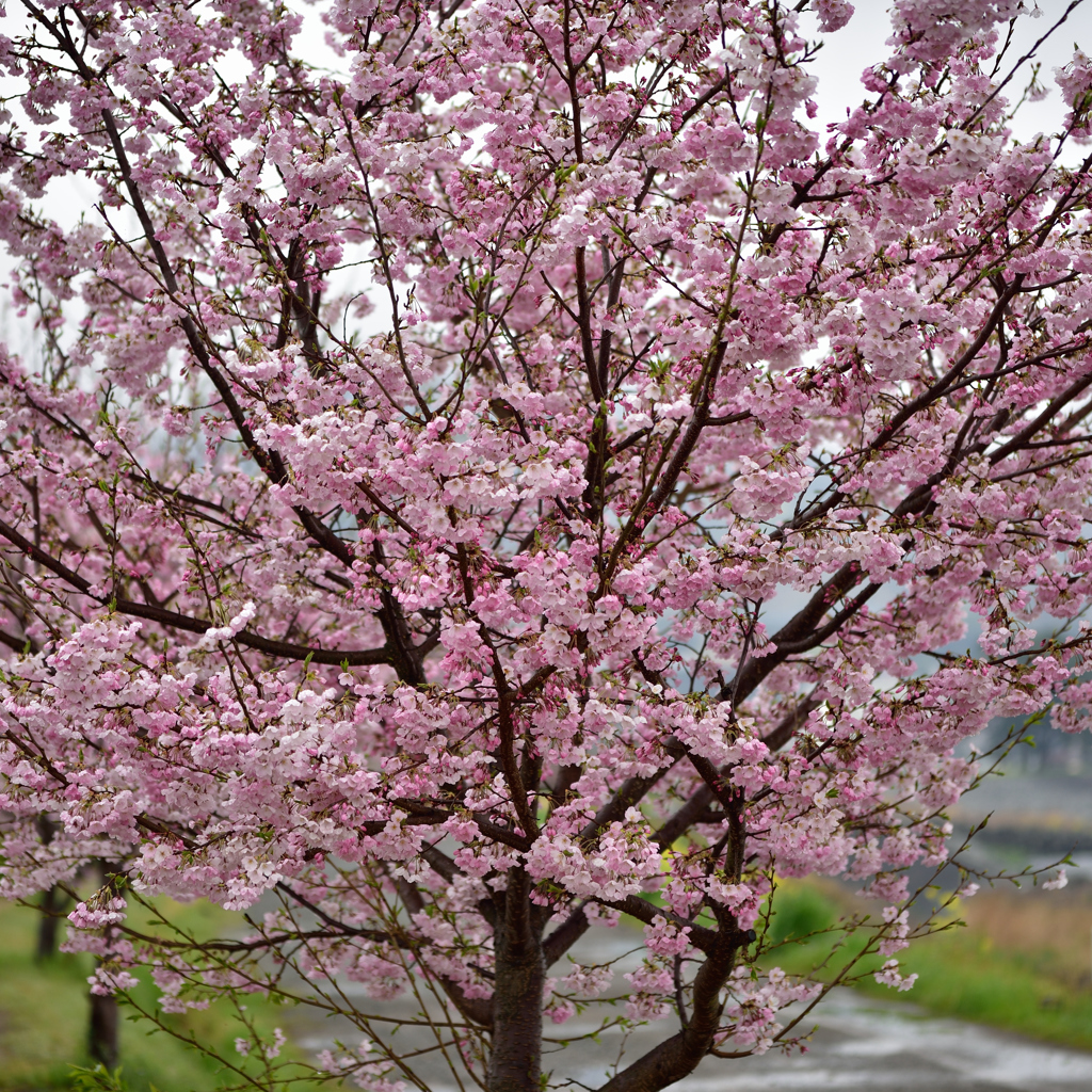 桜雨 ③