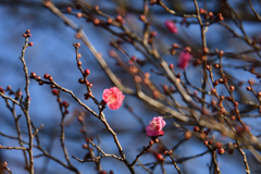 花芽吹き