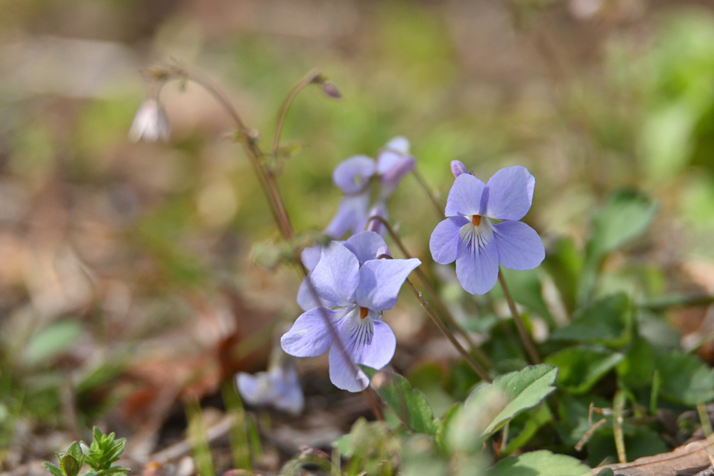 すみれの花咲く頃