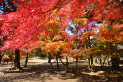 紅葉真っ盛り-2
