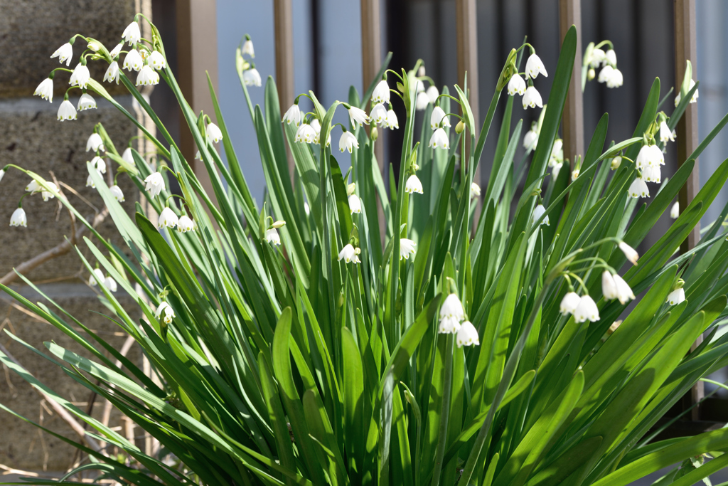 庭の花模様 ①