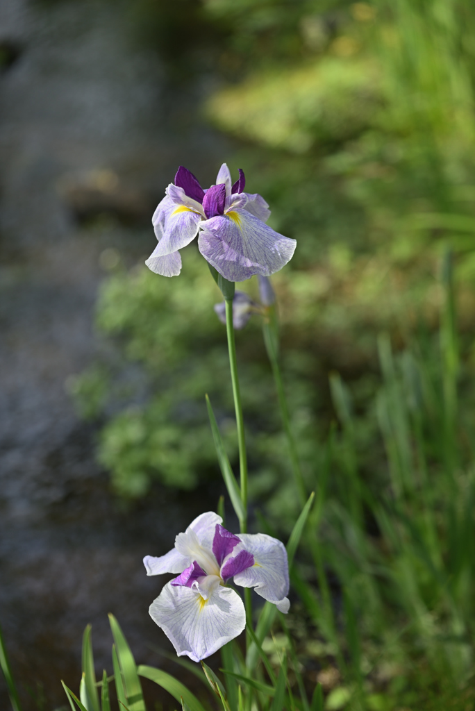 花菖蒲