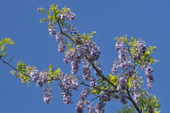 高い所に花