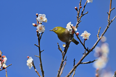 花見