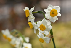 水仙の花