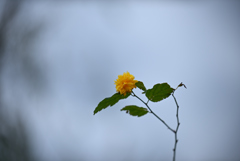 雨の花一輪