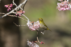 花が好き