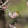 花が好き