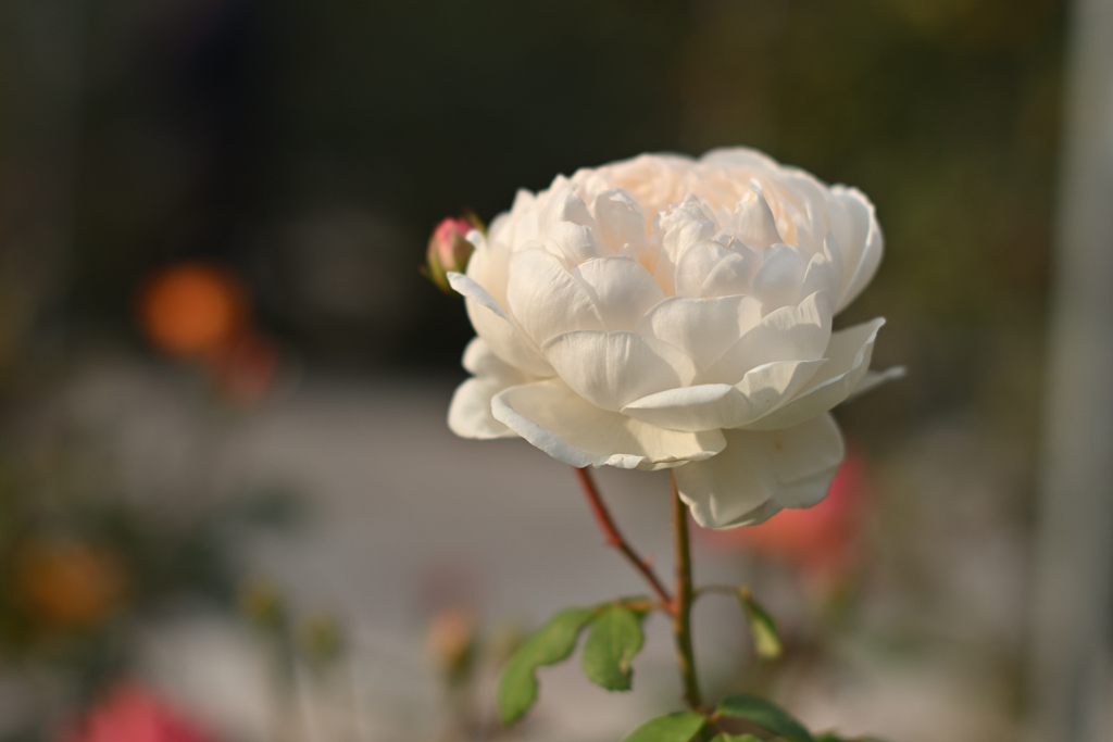 白薔薇の薄化粧