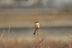 冬の鳥たち-1