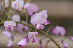 ピンクもあります藤の花