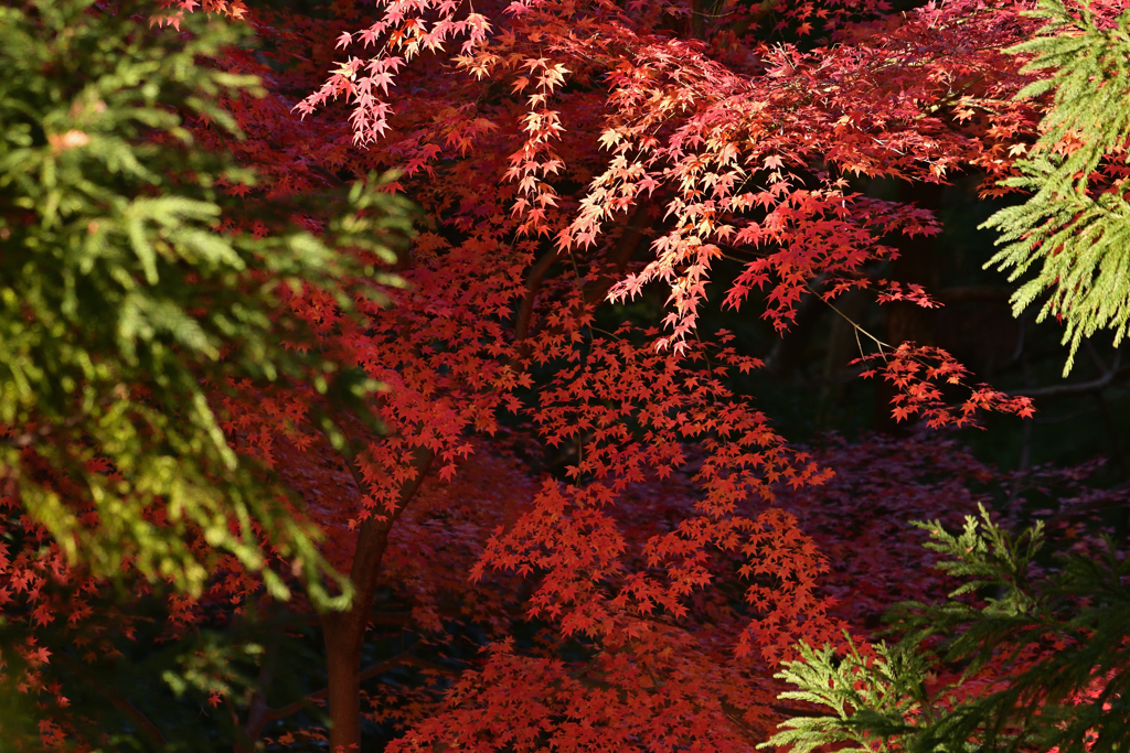 山はまだ燃えて