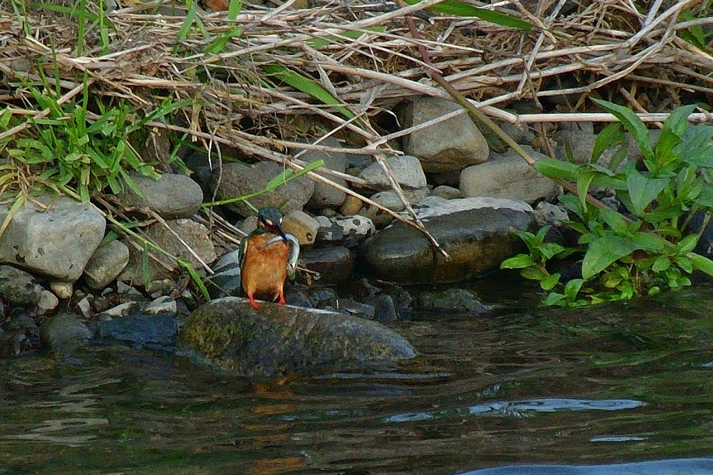 ！！　ど、　どうしよぅ、、、。