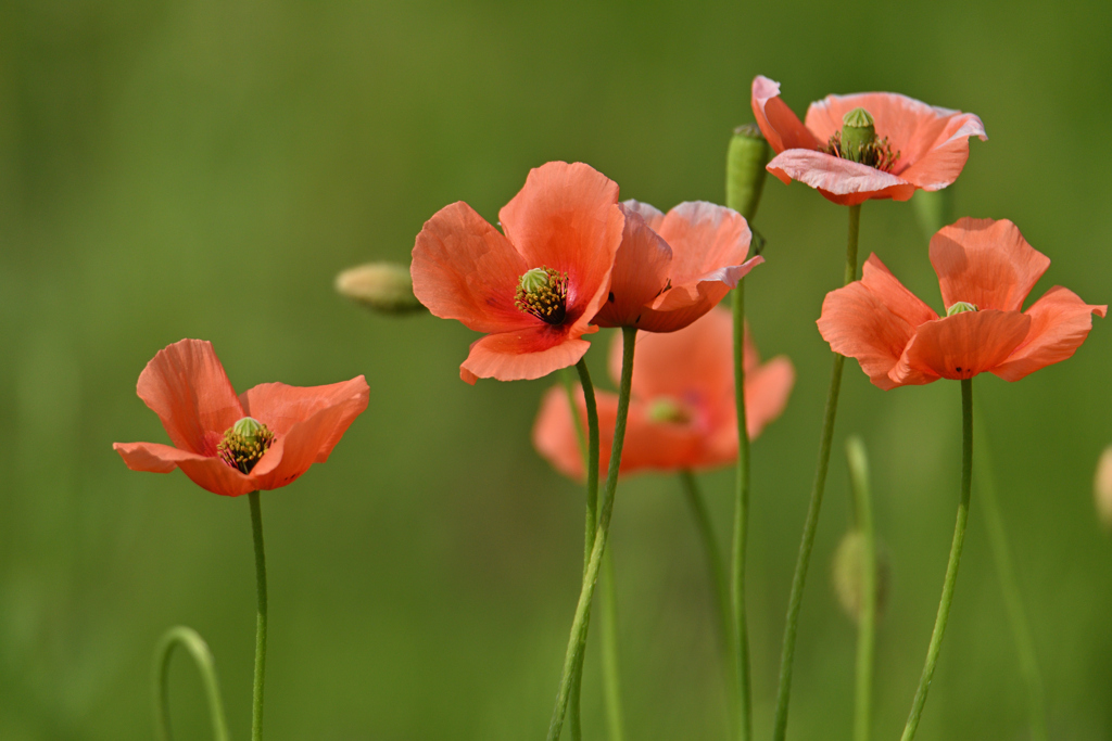 野を飾る花