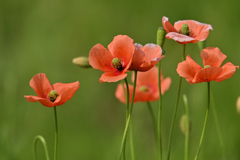 野を飾る花