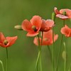 野を飾る花