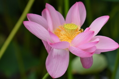 蜂巣