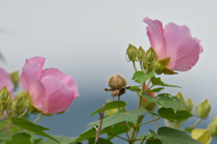 曇りでも華やか