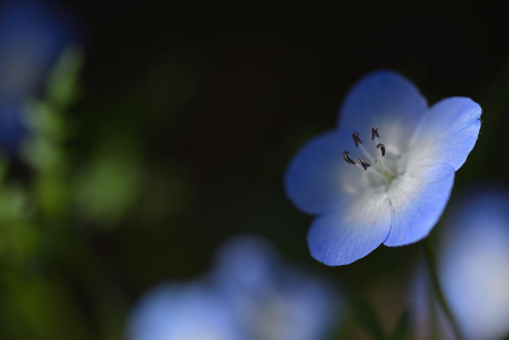 木蔭のあかり