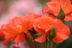平成の薔薇