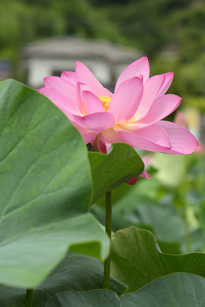 花のある暮らし