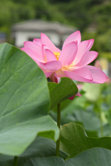 花のある暮らし