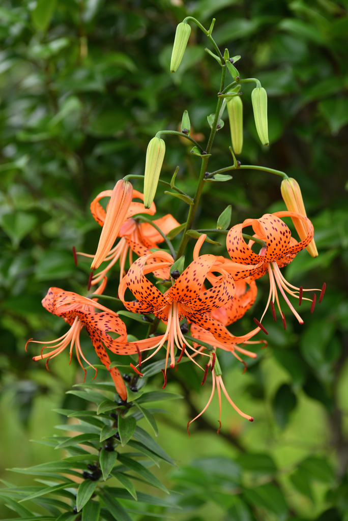 オレンジリボンの花
