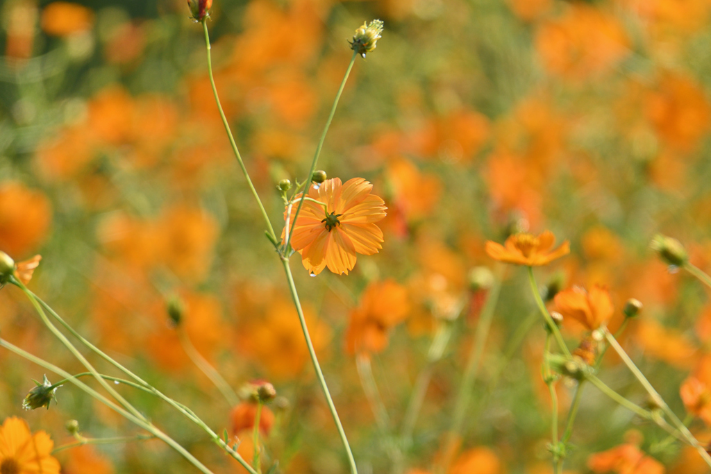 どの花も美しく