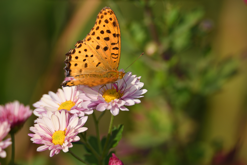 秋の花に舞う-3